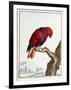 Collection of Rare Animals, Quadrupeds, Birds and Serpents, from Eastern and Western India-A. Vosmaer-Framed Giclee Print