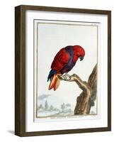 Collection of Rare Animals, Quadrupeds, Birds and Serpents, from Eastern and Western India-A. Vosmaer-Framed Giclee Print