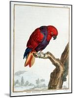 Collection of Rare Animals, Quadrupeds, Birds and Serpents, from Eastern and Western India-A. Vosmaer-Mounted Giclee Print