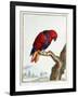 Collection of Rare Animals, Quadrupeds, Birds and Serpents, from Eastern and Western India-A. Vosmaer-Framed Giclee Print