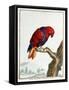 Collection of Rare Animals, Quadrupeds, Birds and Serpents, from Eastern and Western India-A. Vosmaer-Framed Stretched Canvas