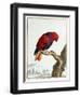 Collection of Rare Animals, Quadrupeds, Birds and Serpents, from Eastern and Western India-A. Vosmaer-Framed Giclee Print