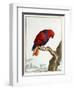 Collection of Rare Animals, Quadrupeds, Birds and Serpents, from Eastern and Western India-A. Vosmaer-Framed Giclee Print