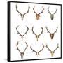Collection of Red Deer Trophies-taviphoto-Framed Stretched Canvas