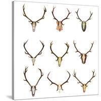 Collection of Red Deer Trophies-taviphoto-Stretched Canvas