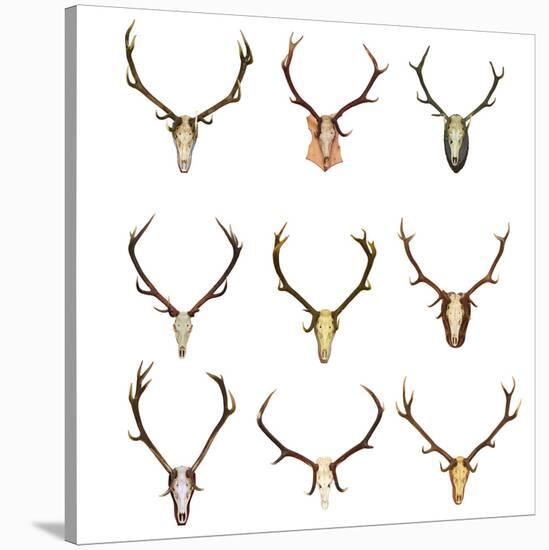 Collection of Red Deer Trophies-taviphoto-Stretched Canvas