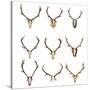 Collection of Red Deer Trophies-taviphoto-Stretched Canvas