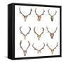 Collection of Red Deer Trophies-taviphoto-Framed Stretched Canvas