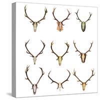 Collection of Red Deer Trophies-taviphoto-Stretched Canvas