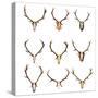 Collection of Red Deer Trophies-taviphoto-Stretched Canvas