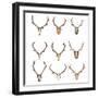 Collection of Red Deer Trophies-taviphoto-Framed Photographic Print