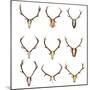 Collection of Red Deer Trophies-taviphoto-Mounted Photographic Print