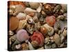 Collection of Sea Shells-Tony Craddock-Stretched Canvas