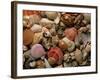 Collection of Sea Shells-Tony Craddock-Framed Photographic Print