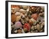 Collection of Sea Shells-Tony Craddock-Framed Photographic Print