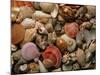 Collection of Sea Shells-Tony Craddock-Mounted Photographic Print