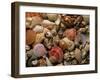 Collection of Sea Shells-Tony Craddock-Framed Photographic Print