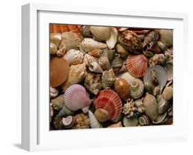 Collection of Sea Shells-Tony Craddock-Framed Photographic Print