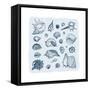 Collection of Seashells-Katya Ulitina-Framed Stretched Canvas