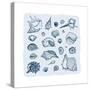 Collection of Seashells-Katya Ulitina-Stretched Canvas