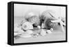 Collection of Shells BW-Tom Quartermaine-Framed Stretched Canvas