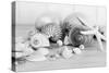 Collection of Shells BW-Tom Quartermaine-Stretched Canvas