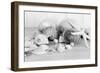 Collection of Shells BW-Tom Quartermaine-Framed Giclee Print