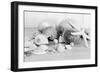 Collection of Shells BW-Tom Quartermaine-Framed Giclee Print