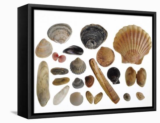 Collection of Shells from the North Sea-Philippe Clement-Framed Stretched Canvas