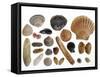 Collection of Shells from the North Sea-Philippe Clement-Framed Stretched Canvas