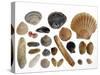Collection of Shells from the North Sea-Philippe Clement-Stretched Canvas