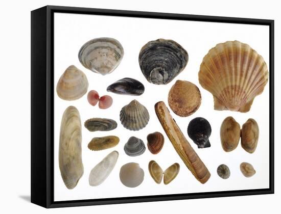 Collection of Shells from the North Sea-Philippe Clement-Framed Stretched Canvas