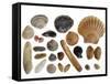 Collection of Shells from the North Sea-Philippe Clement-Framed Stretched Canvas