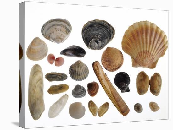 Collection of Shells from the North Sea-Philippe Clement-Stretched Canvas