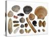 Collection of Shells from the North Sea-Philippe Clement-Stretched Canvas