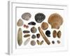 Collection of Shells from the North Sea-Philippe Clement-Framed Photographic Print