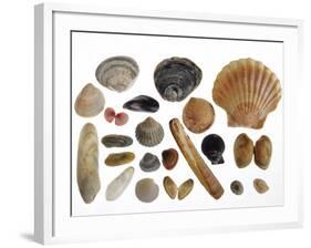 Collection of Shells from the North Sea-Philippe Clement-Framed Photographic Print