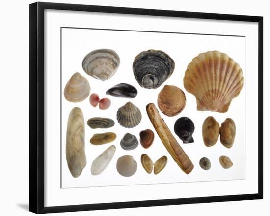 Collection of Shells from the North Sea-Philippe Clement-Framed Photographic Print