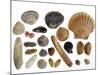 Collection of Shells from the North Sea-Philippe Clement-Mounted Photographic Print