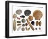 Collection of Shells from the North Sea-Philippe Clement-Framed Photographic Print