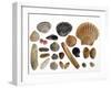 Collection of Shells from the North Sea-Philippe Clement-Framed Photographic Print