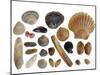 Collection of Shells from the North Sea-Philippe Clement-Mounted Photographic Print