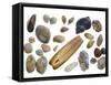 Collection of Shells-Philippe Clement-Framed Stretched Canvas