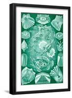 Collection of Teleostei from 'Kunstformen Der Natur', 1899-Ernst Haeckel-Framed Giclee Print