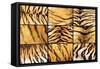 Collection of Tiger Fur Closeups-taviphoto-Framed Stretched Canvas