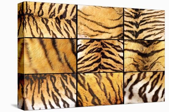Collection of Tiger Fur Closeups-taviphoto-Stretched Canvas