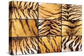 Collection of Tiger Fur Closeups-taviphoto-Stretched Canvas