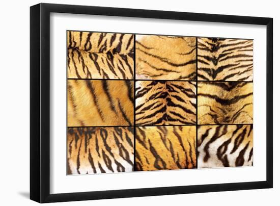 Collection of Tiger Fur Closeups-taviphoto-Framed Photographic Print