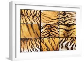 Collection of Tiger Fur Closeups-taviphoto-Framed Photographic Print