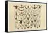 Collection of Unmounted African Game Horns-null-Framed Stretched Canvas